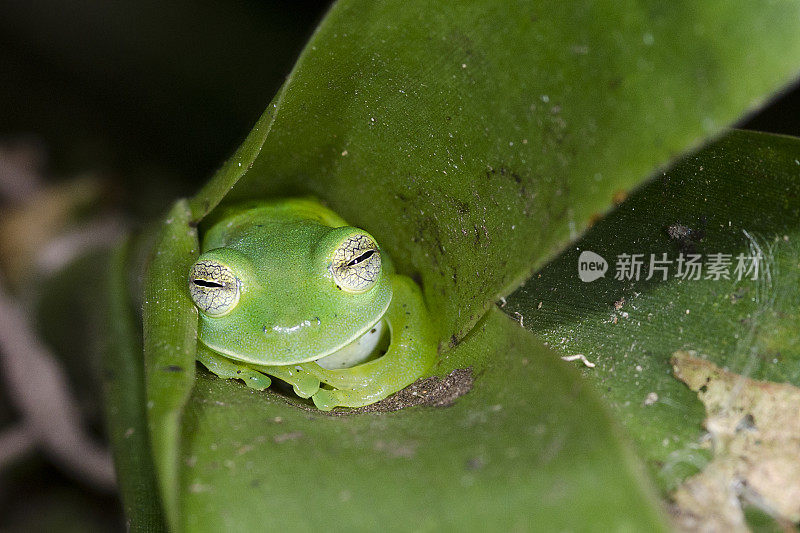 翡翠玻璃蛙，Centrolene prosoblepon，睡在溴化物